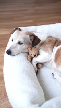 Uykulu köpek evcil hayvan yatağında en iyi arkadaş oyuncak ayıya sarılıyor. Son sınıf köpeği Jack Russell Terrier evde dinleniyor. Dikey video görüntüleri. Evde dinlenirken tatlı rüyalar atmosfer rahatlarken tapılası bir hava. 