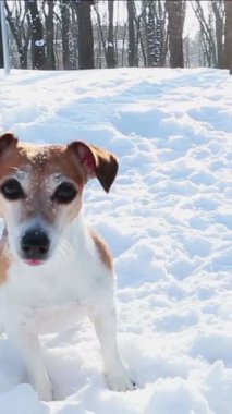 Aktif, karda küçük beyaz köpeği oynuyor. Kışlık parkta evcil hayvanla güneşli bir sabah. Soğuk kış anları heyecanı. Dikey video görüntüleri