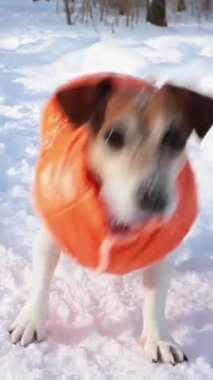 Turuncu ceketli aktif küçük bir köpek kış ormanında heyecanlı bir şekilde karla dans eder ve havlar ve zıplar. Kışın evcil hayvan kıyafetleri. dikey video görüntüleri
