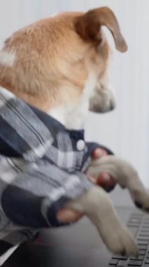 Ekose gömlekli köpek dizüstü bilgisayarda yazıyormuş gibi yapıyor. Komik ofis temalı şaka programcısı kodlaması. evcil hayvan temalı dikey video görüntüleri