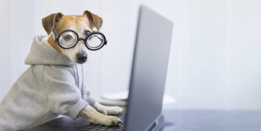 Masasında dizüstü bilgisayarı olan gri kapüşonlu gözlüklü, komik inek öğrenci. Evde çalışan serbest çalışan biri. Uzun yatay bayrak. Akıllı hayvan Jack Russell terrier çok çalışkan görünüyor.