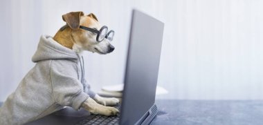 Laptopta konsantre köpek daktilo kodu var. Yoğun bir şekilde ekrana bakıyorum. Yuvarlak inek gözlüğü ve kapüşonlu. Elbise giyen ve çalışan şakacı hayvan.