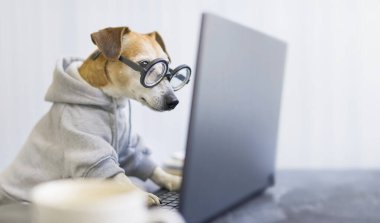 Masasında dizüstü bilgisayarı olan gri kapüşonlu gözlüklü komik inek öğrenci. Evde çalışan serbest çalışan biri. Uzun yatay bayrak. Akıllı hayvan Jack Russell terrier çok çalışkan görünüyor.
