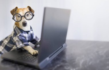 Köpek gibi çalışanlar kameraya dikkatle bakar. İnternetteki konferans. Evcil hayvan kıyafetleri, ekose gömlek ve yuvarlak gözlükler. Uzun yatay afiş. İnternet alışverişi çevrimiçi programlama 