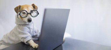Masasında laptopu olan gri kapüşonlu komik inek köpek gözlükleri. Evde çalışan serbest çalışan biri. Uzun yatay bayrak. Akıllı evcil hayvan Jack Russell terrier şaka gözlükleriyle ciddi görünüyor.