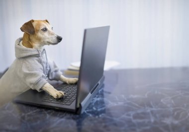 Giyinik köpek dizüstü bilgisayar ekranına dikkatle bakar. Ofis ya da bilgisayarla çalışan serbest çalışan biri. Gri kapüşonlu hayvan kıyafetleri. Uzun yatay afiş. Komik temalı hayvan işi İnternet alışverişi kodlaması