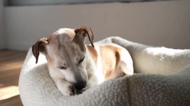 Gevşemiş, dinlenen köpek patisini yalıyor hafif yün bir yatakta yatıyor. Yaşlı köpek Jack Russell teriyer hijyen temizleme pençeleri. Konforlu ev atmosferi video görüntüleri 