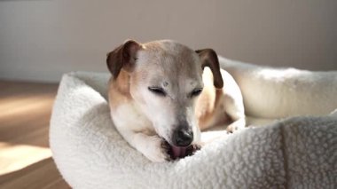 Köpeğin patisini yalayarak evcil hayvan yatağında yatıyor. Yaşlı köpek Jack Russell teriyer hijyen temizleme pençeleri. Konforlu ev atmosferi video görüntüleri 