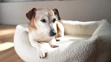Yaşlı köpek Jack Russell Terrier beyaz bir yatakta dinleniyor. Uykulu bakışlar gözleri kapatır. Video görüntüleri. Güvenli atmosfer hayvanı güneşte dinleniyor.