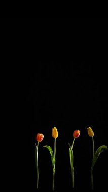 Çiçek kompozisyonu. Siyah arka planda hareket eden beş hassas renkli lale. Çiçeklerin bileşimi dikey video görüntüleri. Taze bahar atmosferi boş kopya alanı şablonu