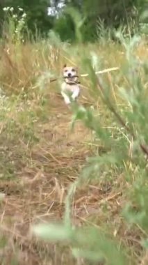 Aktif koşan köpek yakalama çubuğun kutlu olsun. Kameraya doğru kuru çayırlarda. Yavaş çekim dikey video çekiminin tadını çıkarıyorum. Titreyen nefes dinamik el kamerası.