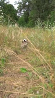 Aktif hareket, atlayan köpek yakalama çubuğu. Kameraya doğru kuru çayırlarda. Yavaş çekim dikey video çekiminin tadını çıkarıyorum. Titreyen nefes dinamik el kamerası.