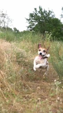 Gülümseyen köpek kuru çayırlarda kameraya doğru koşuyor. Hafta sonunun tadını çıkarıyorum. Yavaş çekim dikey video görüntüleri. Titreyen nefes dinamik el kamerası. Etkin evcil hayvan havası