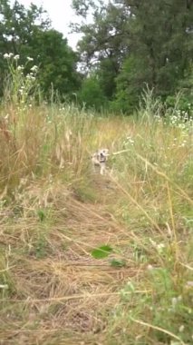 Tarlanın dar çimlerinde koşan sevimli, komik bir köpek sopası. Çok hızlı koşarken heyecanlanıyorum. Dikey video görüntüleri. Yazın tadını çıkarıyorum. Evcil hayvan dinamik el kamerası.