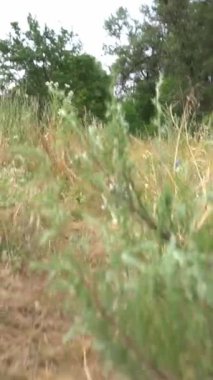 Köpek hızla kuru çimlerin arasından kameraya doğru uçuyor. Haftasonunun tadını çıkarıyorum ağır çekim dikey video görüntüleri. Titreyen nefes dinamik el kamerası. Etkin hayvan