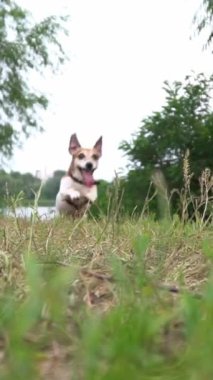 Aktif köpek hızla bir nehirle bir vadiden atlıyor. Aktif yaz tatili. Dışarıda evcil hayvan Jack Russell Terrier oynuyor. Dikey video görüntüsü dinamik el kamerası