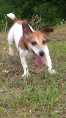 Köpek Jack Russell Terrier 'ı oynayan köpek, nehir değneğiyle vadiden atlıyor. Aktif yaz tatili. Yavaş çekim dikey video görüntüleri
