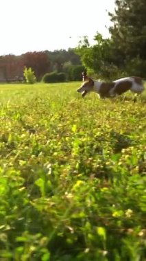 Aktif, küçük bir köpek profili çiziyor. Güneş ışınlarıyla yeşil çayır üzerinde ışık saçıyor. Dikey video görüntüleri yavaş çekimde. Jack Russell Terrier ile yaz tatili 