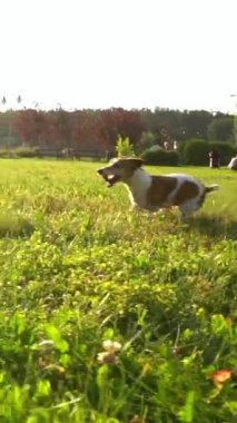 Aktif köpek profiline bakıyor. Güneş ışınlarıyla yeşil çayır üzerinde ışık yansıtıyor. Dikey video görüntüleri yavaş çekimde. Jack Russell Terrier ile yaz tatili 