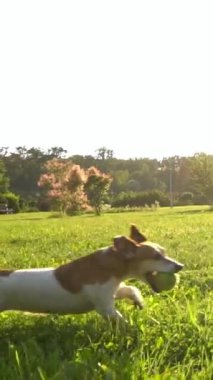 Aktif köpek profil görüntüsü oynuyor. Güneş ışınlı yeşil çayırda arka planda top ağızda koşuyor. Dikey video görüntüleri yavaş çekimde. Jack Russell 'la yaz tatili 