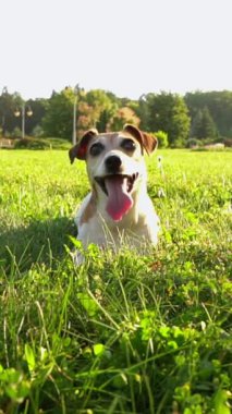 Ağzı açık bir köpek çimenlere uzanıp kameraya bakıyor ve gülümsüyor. Doğadaki aktif oyundan sonra dinleniyor. Sevimli evcil hayvan Jack Russell Terrier. Dikey video görüntüleri