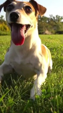 Sevimli Aktif Köpek Jack Russell Terrier dışarıda oyuncak top oynuyor. Yazın güneşli bir çayırda heyecanlı. Güneşli, parlak arka ışık. Mutlu yaz zamanları. Yavaş çekim Dikey video görüntüleri