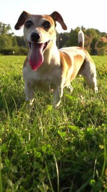 Aktif köpek Jack Russell Terrier, neşeli dili ile kameraya bakıp gülümsedikten sonra derin derin nefes alıyor. Çimlerin arasında dikilen yeşil yaz çayırı hayvanlarla boş vakit geçiriyor. Jack Russell Teriyeri 