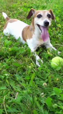 Mutlu, aktif, ağzı açık, çimenlere uzanmış kameraya bakıyor ve gülümsüyor. Doğadaki aktif oyundan sonra dinleniyor. Sevimli evcil hayvan Jack Russell Terrier. Dikey video görüntüleri