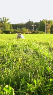 Aktif köpek Jack Russell Terrier dışarıda oyuncak top oynarken heyecanlı bir yaz çayırında. Güneşli, parlak arka ışık. Mutlu yaz zamanları. Dikey video görüntüleri