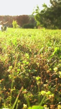 Köpek yaz sahasında güneş ışığında koşuyor ve kameranın önünde top atıyor. Arka plan güneş ışınları. Yavaş çekim dikey video görüntüleri. Aktif evcil hayvan Jack Russell Terrier 