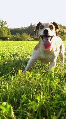 Köpek Jack Russell Terrier dışarıda oyuncak top oynuyor. Güneşli bir çayırda heyecanlı. Güneşli, parlak arka ışık. Mutlu yaz zamanları. Dikey video görüntüleri yavaş çekimde. Alınmayı bekliyor
