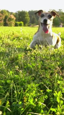 Heyecanlı küçük köpek Jack Russell doğada dans ediyor yeşil çayır bir oyuncak almak için bekliyor. Yavaş çekim video görüntüleri. Bir evcil hayvanla aktif hafta sonu tatili. Yaz arkaplanı