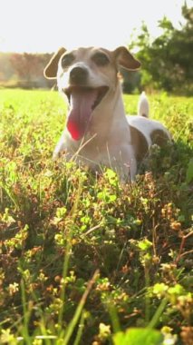 Köpek doğada aktif oyundan sonra dinleniyor. Ağzı açık bir şekilde çimenlere uzanıp kameraya bakıyor ve gülümsüyor. Sevimli evcil hayvan Jack Russell Terrier. Yavaş çekim Dikey video görüntüleri. 