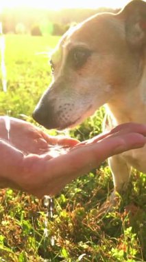 Sevimli susamış köpek Jack Russell Terrier güneşli yaz yürüyüşü sırasında sahibinin uzun diliyle su içiyor. dikey video görüntüleri yavaş çekim
