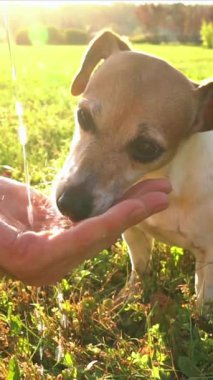 Güneşli bir yaz yürüyüşü sırasında sahibinin elinden su içen sevimli susamış köpek Jack Russell Terrier. dikey video görüntüleri yavaş çekim