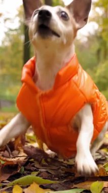 Sonbahar parkında koşan turuncu ceketli, hareketli küçük bir köpek. Mavi disk oyuncağı getiriliyor. Düşük hareketli el kameralı video görüntüleri. 