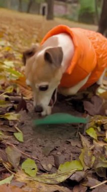 Enerjik köpek yaprakları kazarken ağzında mavi bir oyuncak taşır. Aktif köpek Orange Jacket ile Autumn Forest Park 'ta koşuyor. En sevdiği oyuncak, yavaş çekimde dikey el kamerasıyla çekilmiş.