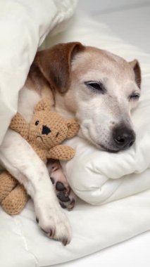 Beyaz battaniyenin altında uyuyan sevimli bir köpek sevimli bir ayı oyuncağına sarılıyor. Dikey video görüntüleri. İyi geceler. 