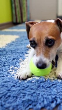 Köpeğin oyuncak çiğneyen tenis topuyla oynaması odadaki beyaz mavi halıda yatıyor. Mutlu heyecanlı köpek gözleri yerde dinleniyor. Dikey video görüntüleri. Oyuncu evcil hayvan Jack Russell Terrier 