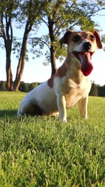 Gülümseyen köpek çimlerin üzerinde dinleniyor. Aktif koşarken derin nefes alıp verdikten sonra ağzını aç. Sonra midesinde çimlerin üzerinde kameraya doğru sürünüyor. Dikey video görüntüleri. yaz akşamı