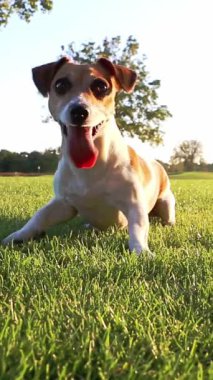 Aktif, heyecanlı küçük köpek oyuncak almak için sabırsızlanıyor. Haftasonu evcil hayvanlarla oynamak. Güneşli bir yaz akşamı. dikey video görüntüleri