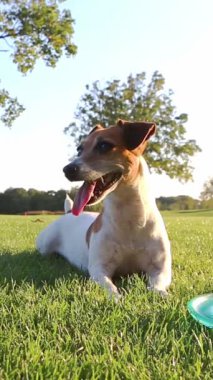 Şirin köpek çimlere uzanıyor, aktif bir koşudan sonra dinleniyor ve dikkatlice etrafa bakıyor. Güneşli yaz doğa çayırı. Dikey video görüntüleri