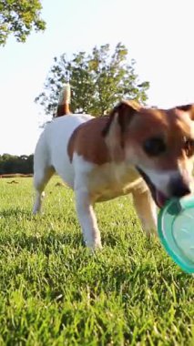 Heyecanlı köpek, ağzı açık bekliyor. Aktif köpek Jack Russell terrier oynuyor. Yeşil çayır yazında oynuyor. dikey video görüntüleri 