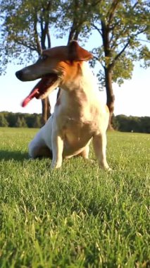 Heyecanlı gülümseyen köpek çimlerin üzerinde oturuyor. Aktif koşarken derin nefes alıp verdikten sonra ağzını aç. Sonra midesinde çimlerin üzerinde kameraya doğru sürünüyor. Dikey video görüntüleri 