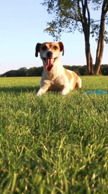 Köpek yeşil çimlerin üzerinde dinleniyor. Aktif oynadıktan sonra yoruluyor. Ağzın açık nefes al. Yaz sonu evcil hayvan yürüyüşü dikey video görüntüleri