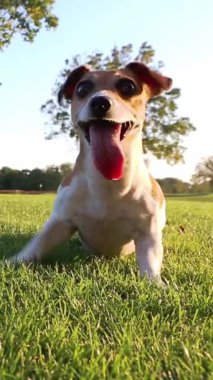 Ağzı açık dans eden aptal köpek oyuncakları almak için sabırsızlanıyor. Aktif koşan köpek Jack Russell Terrier oynuyor. Yeşil çayır yazında oynuyor. dikey video görüntüleri 