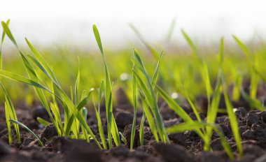 Tarlada filizlenmiş buğday ya da arpa tanesi. Ekinlerin yetiştirilmesi. Toprakta büyüyen yeşil çimen yaprakları. Tarım