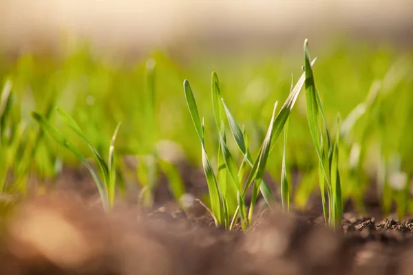 Mladé Zelené Listy Naklíčených Zrn Pšenice Nebo Ječmene Zemědělském Poli — Stock fotografie
