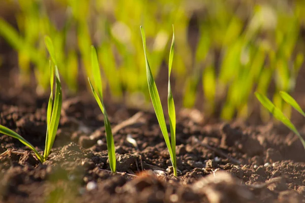 发芽小麦籽粒的萌芽 田间农业粮食收获的概念 — 图库照片