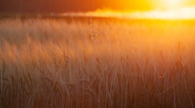 Bulanık buğday kulakları ve parlak turuncu güneş akşamları tarlada parlıyor. Sığ alan derinliği, seçici odak